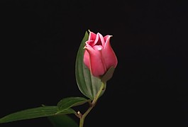 花朵視頻素材
