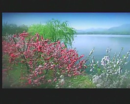 鮮花視頻素材素材下載