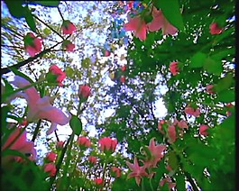 喇叭花