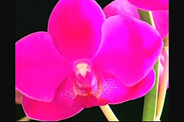 鮮花視頻素材模板下載