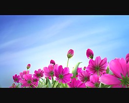 花的海洋素材下載