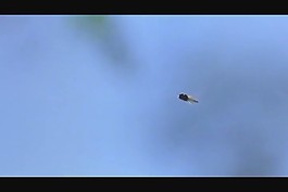 湖水蜻蜓實拍視頻素材素材下載