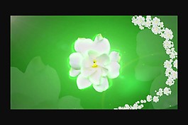 花紋圖案裝飾視頻素材