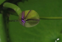 鮮花