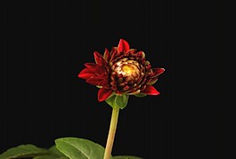 鮮花視頻素材