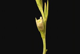 花朵背景視頻