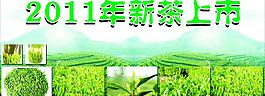 新茶上市圖片