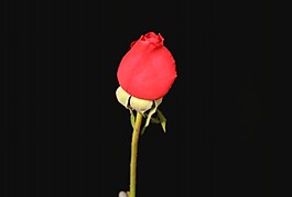 鮮花盛開(kāi)視頻素材