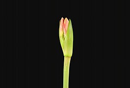 花開過程視頻素材