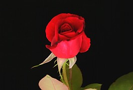 花朵背景視頻