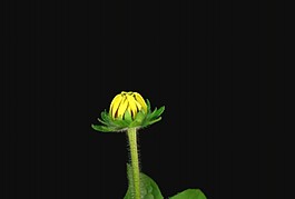 花朵開放視頻素材