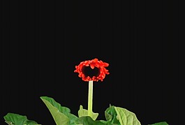 花朵視頻素材