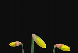 鮮花盛開視頻素材模板下載