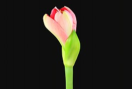 花瓣