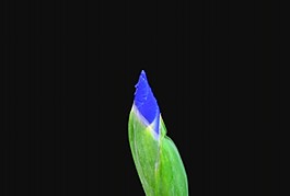 鮮花