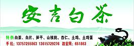 安吉白茶圖片
