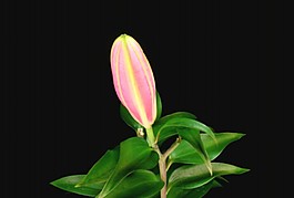 鮮花視頻素材