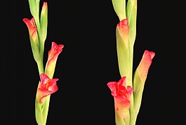 鮮花視頻素材模板下載