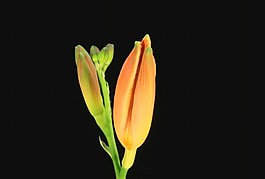 鮮花視頻素材素材下載