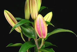 花開過程視頻素材