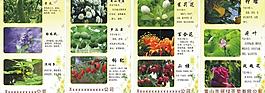 花茶功效圖圖片