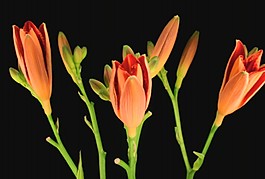 鮮花盛開視頻素材