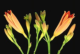鮮花視頻素材