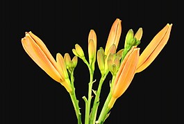 花朵視頻素材