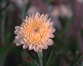 鮮花盛開視頻素材素材下載