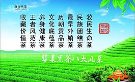 茶文化图片