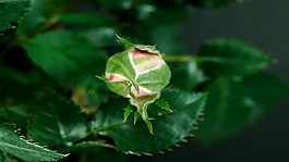 植物視頻素材