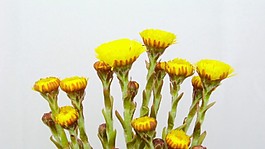 鮮花視頻素材素材下載