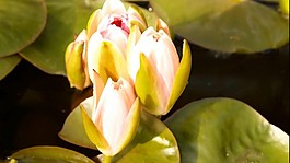 鮮花視頻素材