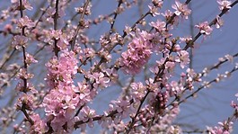 視頻素材