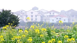 花的海洋素材下載