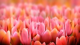 鮮花