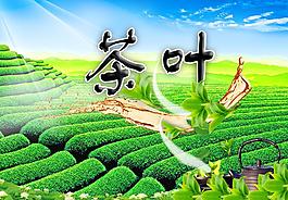 茶葉圖片