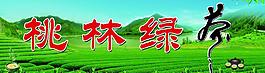 茶葉圖片