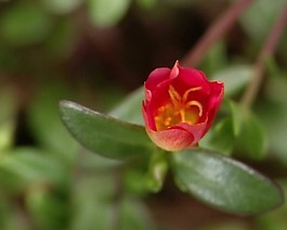 花朵視頻素材