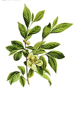 茶葉圖片