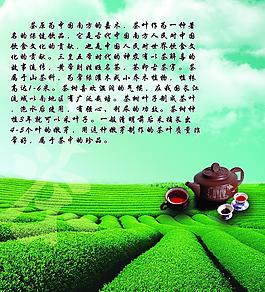 茶葉圖片
