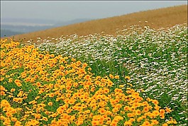 鮮花盛開(kāi)視頻素材模板下載