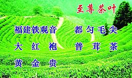 茶葉名片圖片