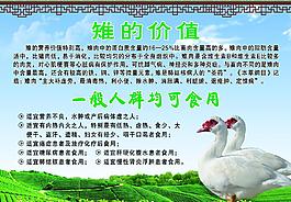 鴨子圖片
