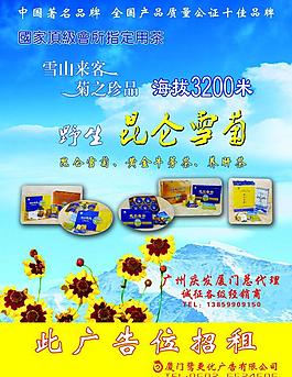 昆侖雪菊圖片