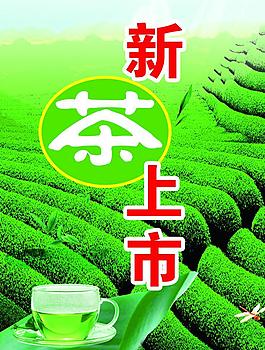 新茶上市圖片