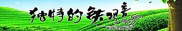 鐵觀音圖片