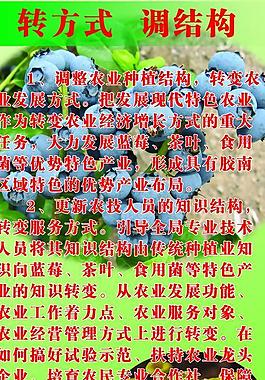 蓝莓 绿茶展板图片