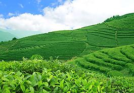 綠色的茶園圖片