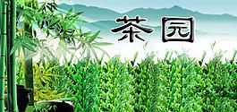 茶园图片